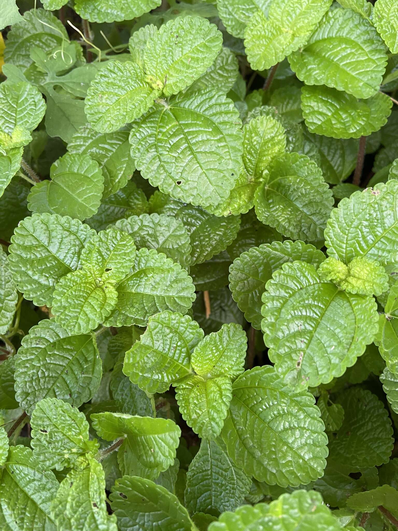 Imagem de Pilea nummulariifolia (Sw.) Wedd.