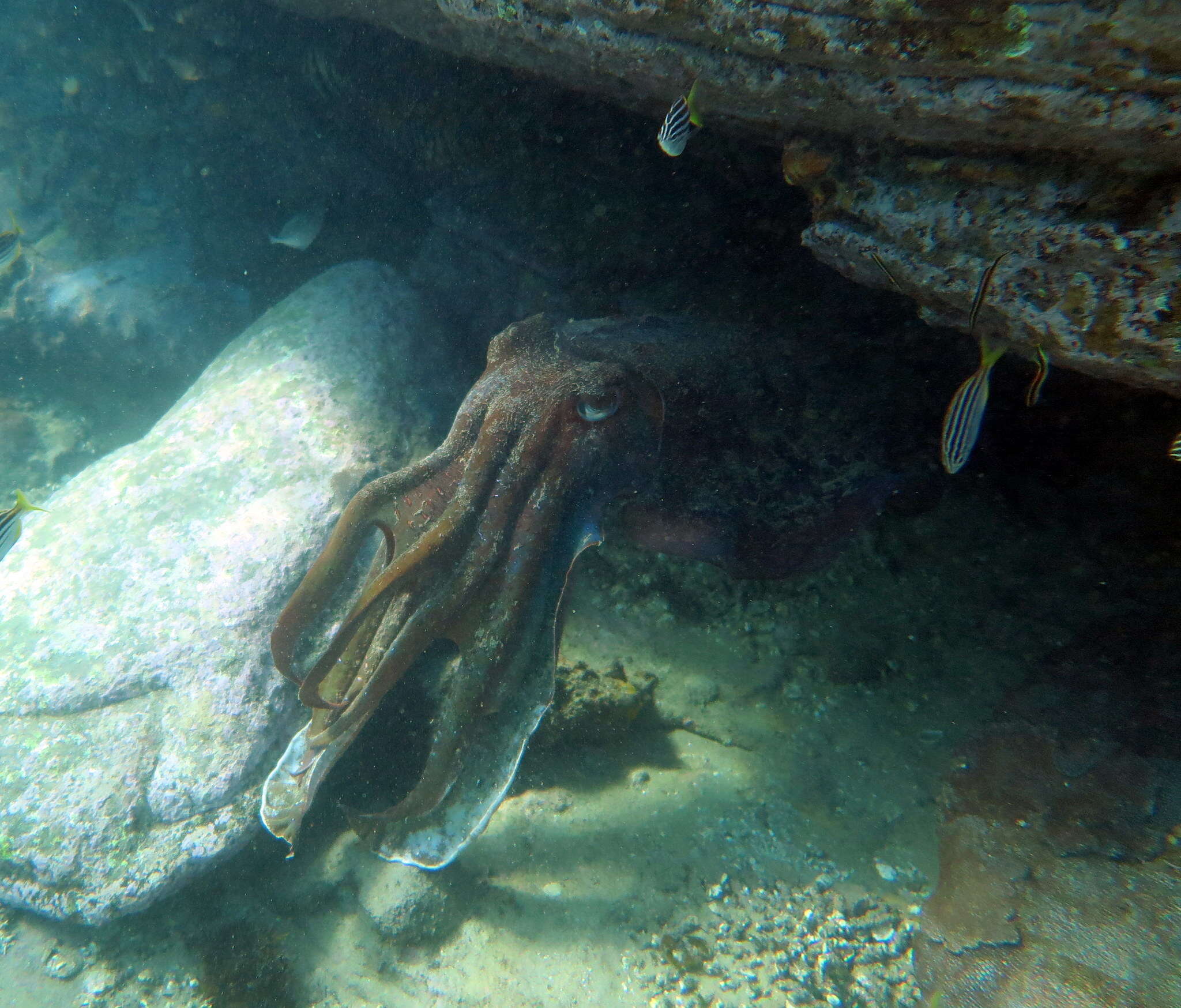 Image of Giant Australian Cuttlefish
