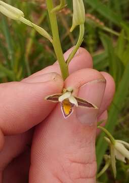 Image de Eulophia hians var. nutans (Sond.) S. Thomas