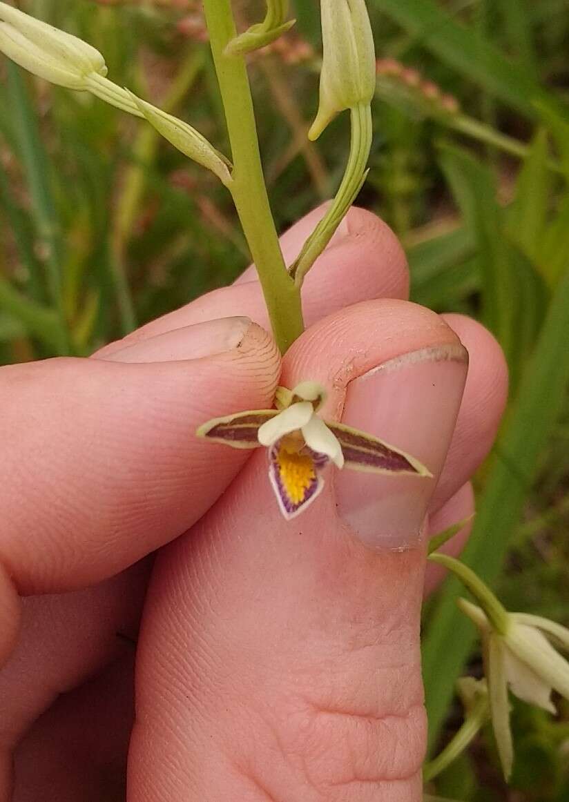 Image of Eulophia hians var. nutans (Sond.) S. Thomas