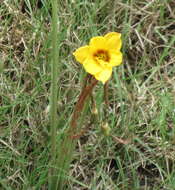 Imagem de Zephyranthes puertoricensis Traub