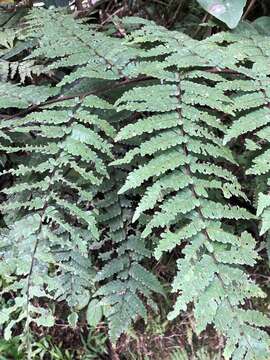 Image of Bird-Wing Tree Fern