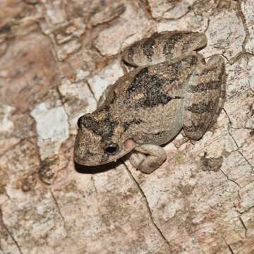 Image of Mato Grosso Snouted Treefrog