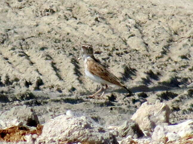 Image of Stark's Lark