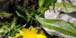 Image of Crepis terglouensis (Hacq.) A. Kerner