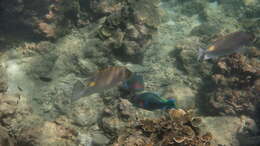 Image of Golden rabbitfish