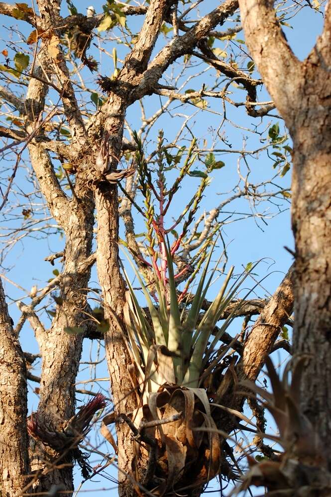 Imagem de Tillandsia comitanensis Ehlers