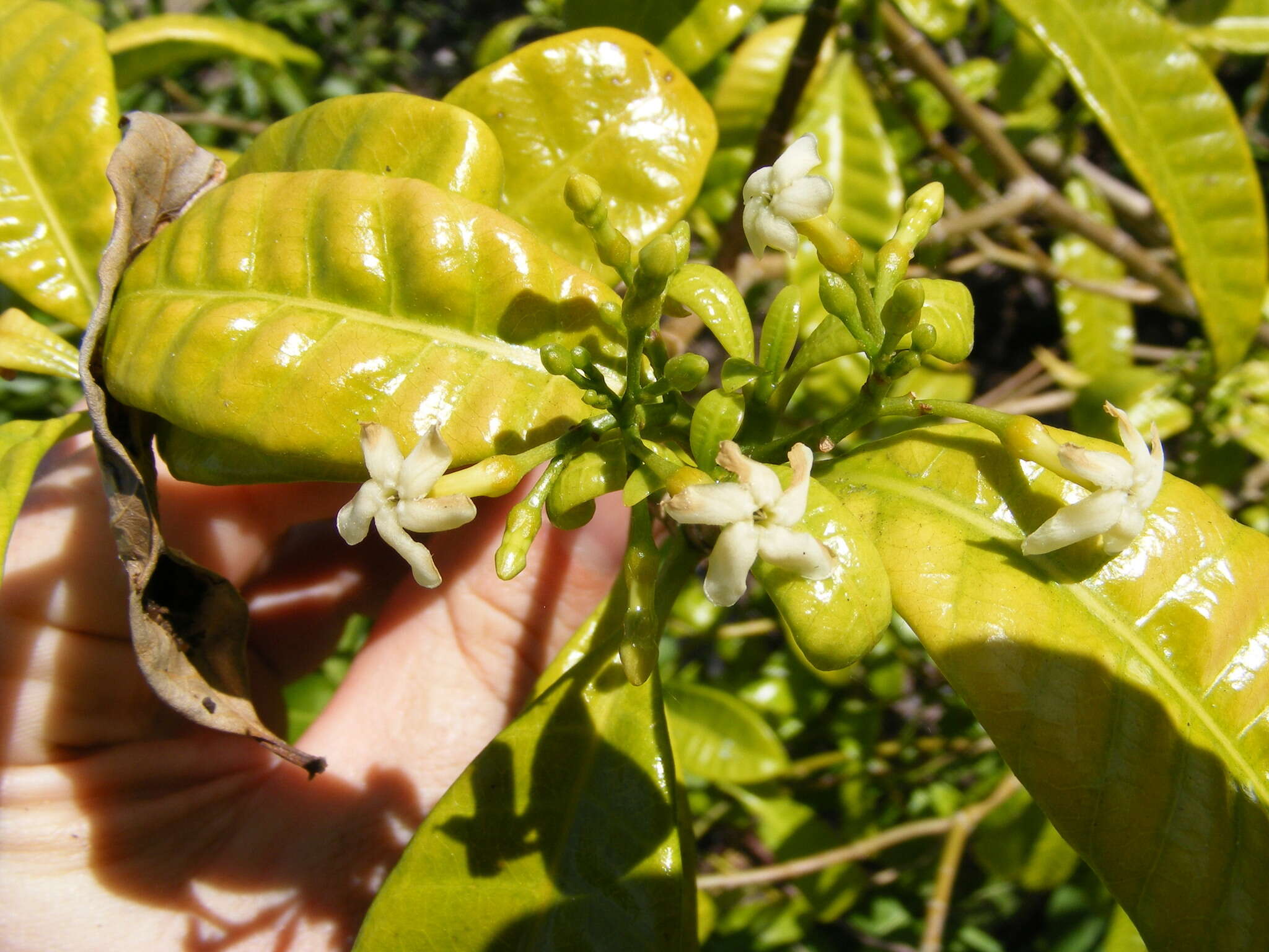 Sivun Tabernaemontana citrifolia L. kuva