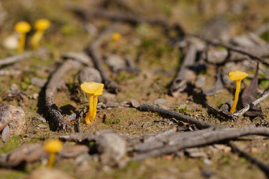 Image de Lichenomphalia chromacea (Cleland) Redhead, Lutzoni, Moncalvo & Vilgalys 2002