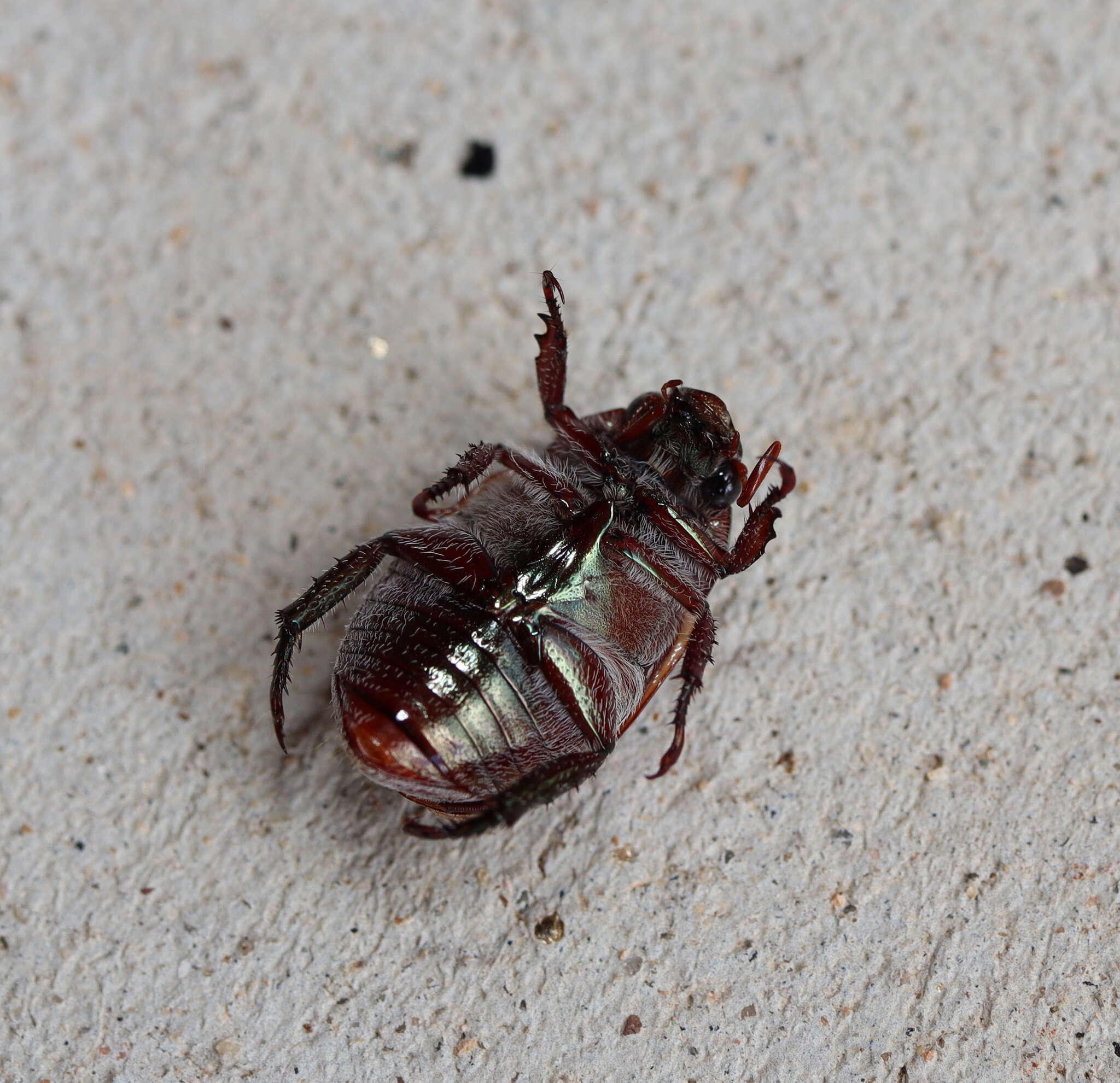 Image of Anoplognathus brunnipennis (Gyllenhal 1817)