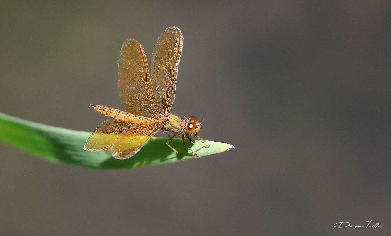 Слика од Perithemis icteroptera (Selys ex Sagra 1857)