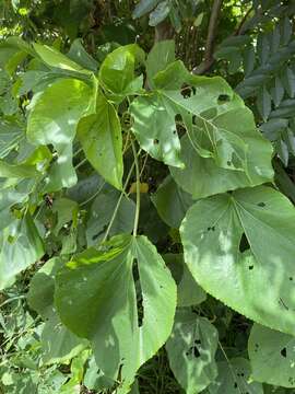 Image of Acalypha grandibracteata Merr.