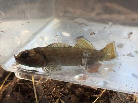 Image de Etheostoma douglasi Wood & Mayden 1993