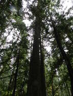 Image of Douglas Fir