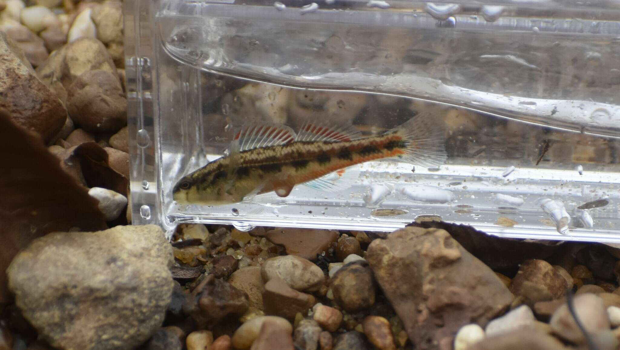 Plancia ëd Etheostoma pyrrhogaster Bailey & Etnier 1988