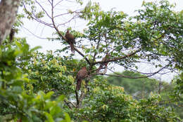 Image of Bar-tailed Cuckoo-Dove