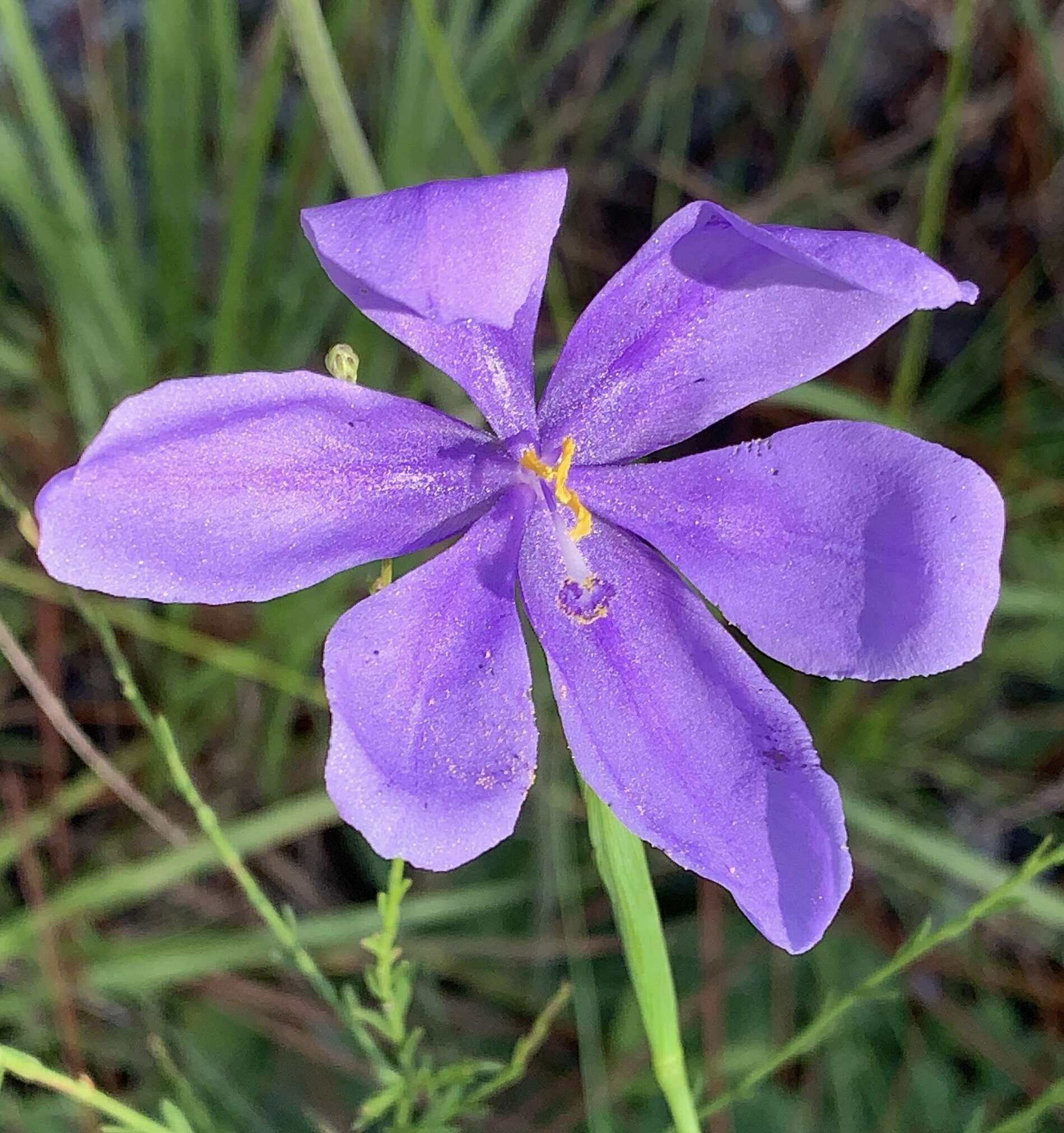 Imagem de Salpingostylis caelestina (W. Bartram) Small