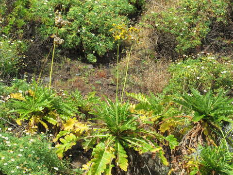 Image of Sonchus bornmuelleri Pitard