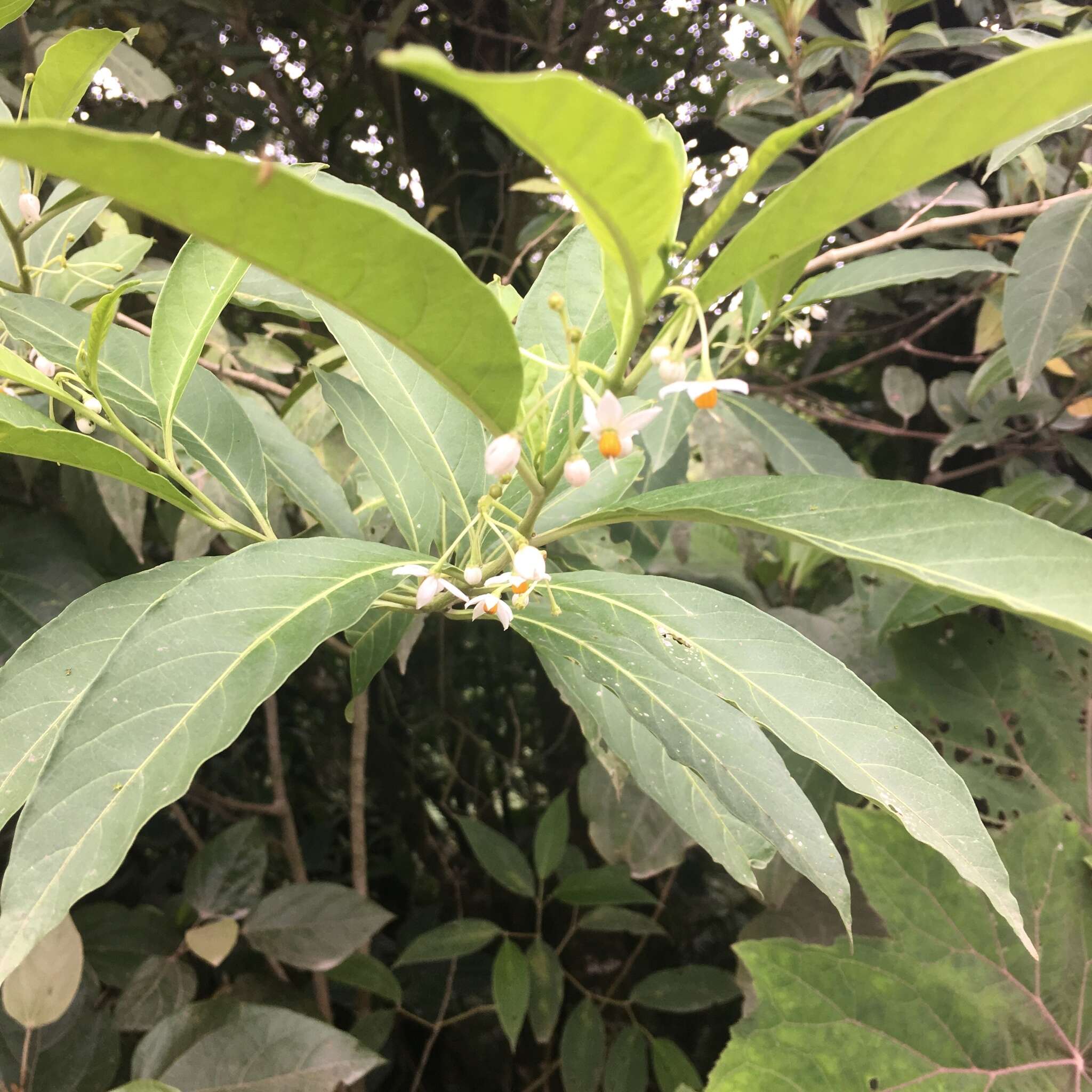 Image of Solanum aphyodendron S. Knapp