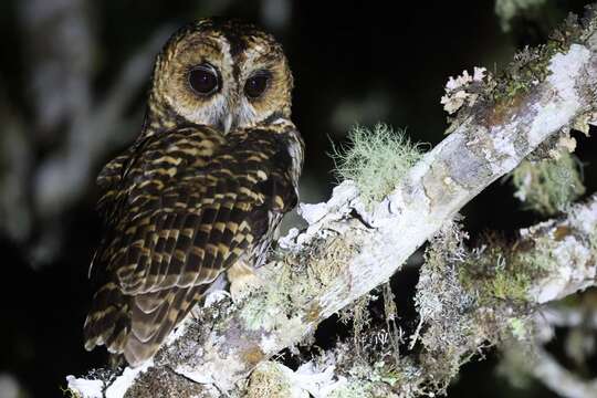 Image of Rufous-banded Owl