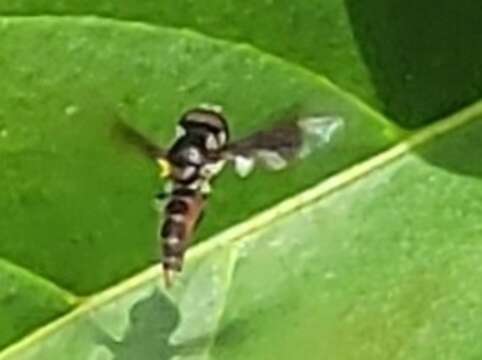 Image of Syrphid fly