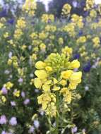 Image of white mustard