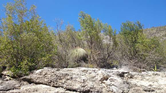 Image of Cactus