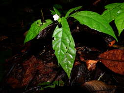 Image of Pavonia castaneifolia A. St.-Hil. & Naud.