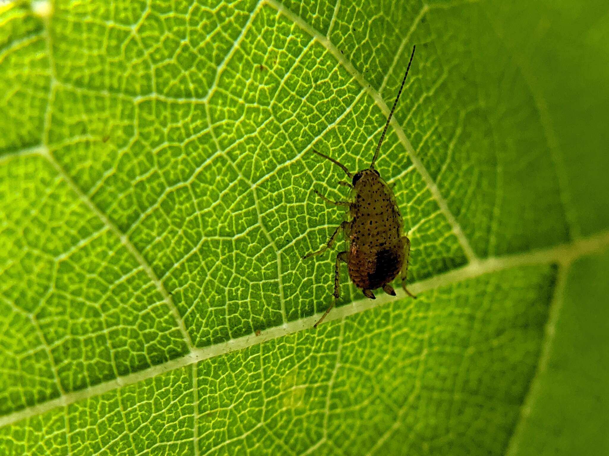 Image of tawny cockroach