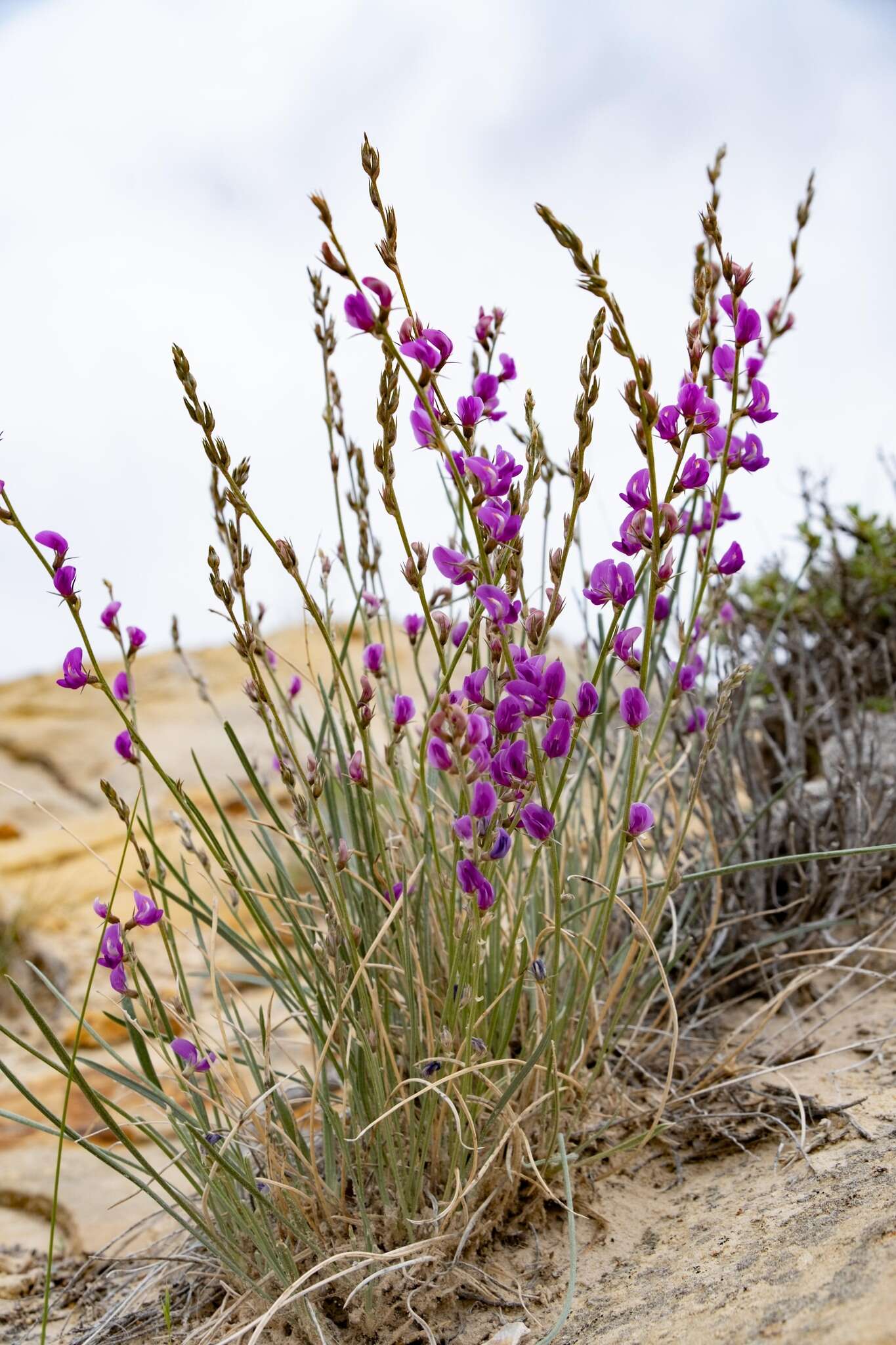 صورة Astragalus chloodes Barneby