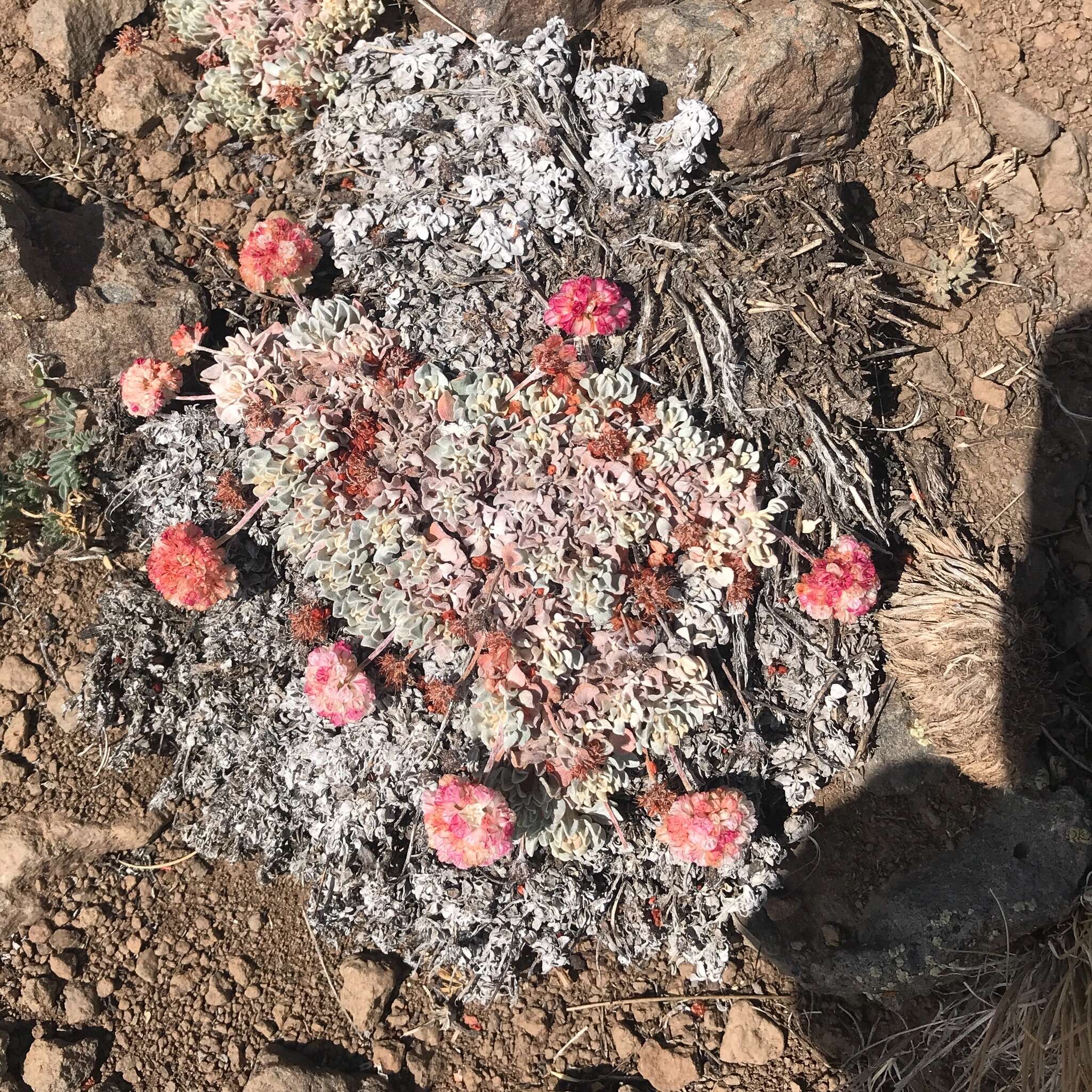 Image of Steens Mountain cushion buckwheat