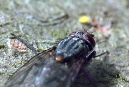 Image of House fly