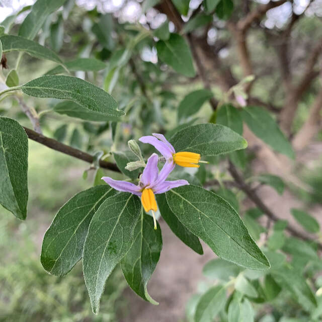 Image of Solanum tettense Klotzsch