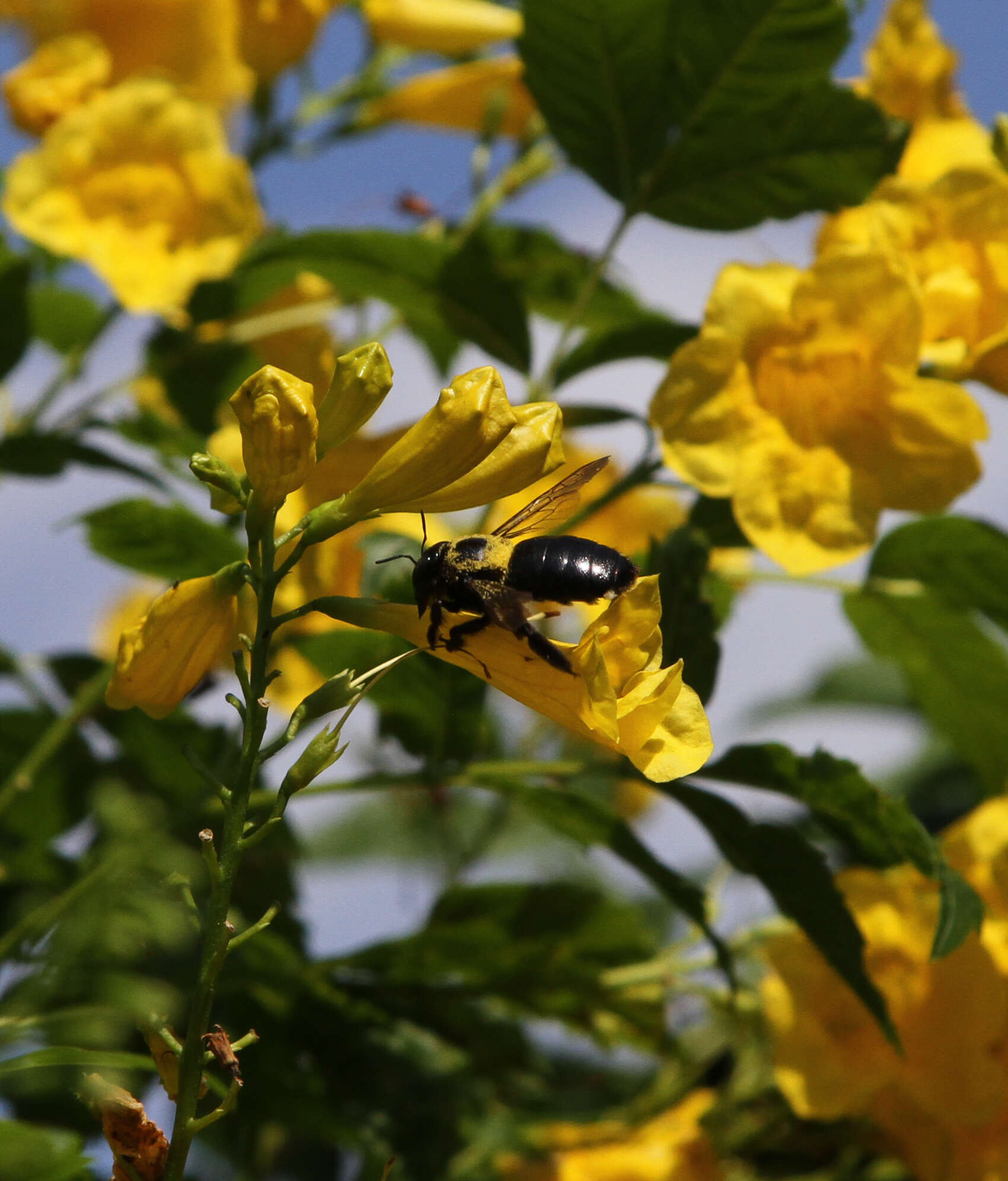 Image of large carpenter bee