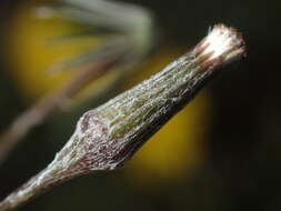 Image of Erechtites diversifolia Petrie.