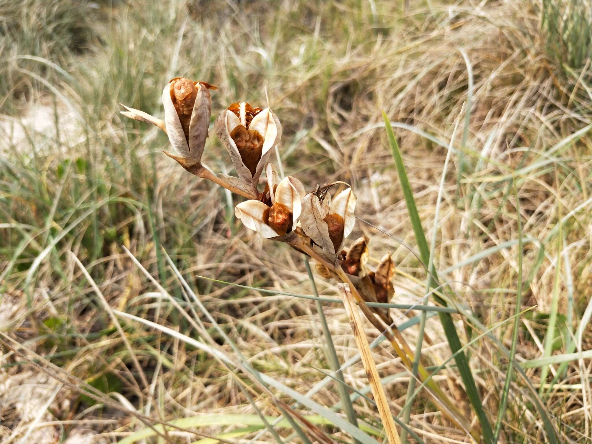 Plancia ëd Gladiolus gueinzii Kunze