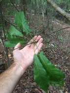 Image of pyramid magnolia