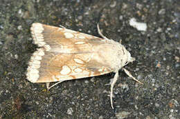 Image of Heart Moth