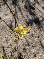 Image of Moraea umbellata Thunb.