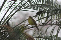 Imagem de Machetornis rixosa flavigularis Todd 1912