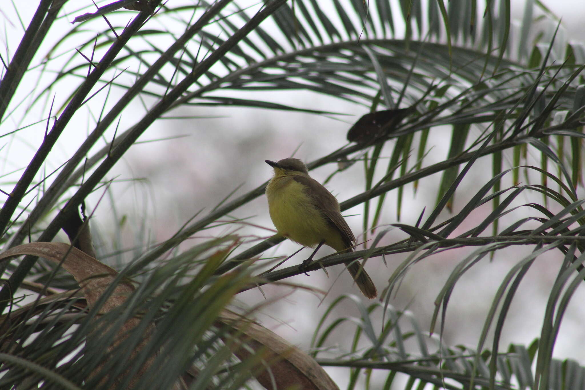 Machetornis rixosa flavigularis Todd 1912的圖片