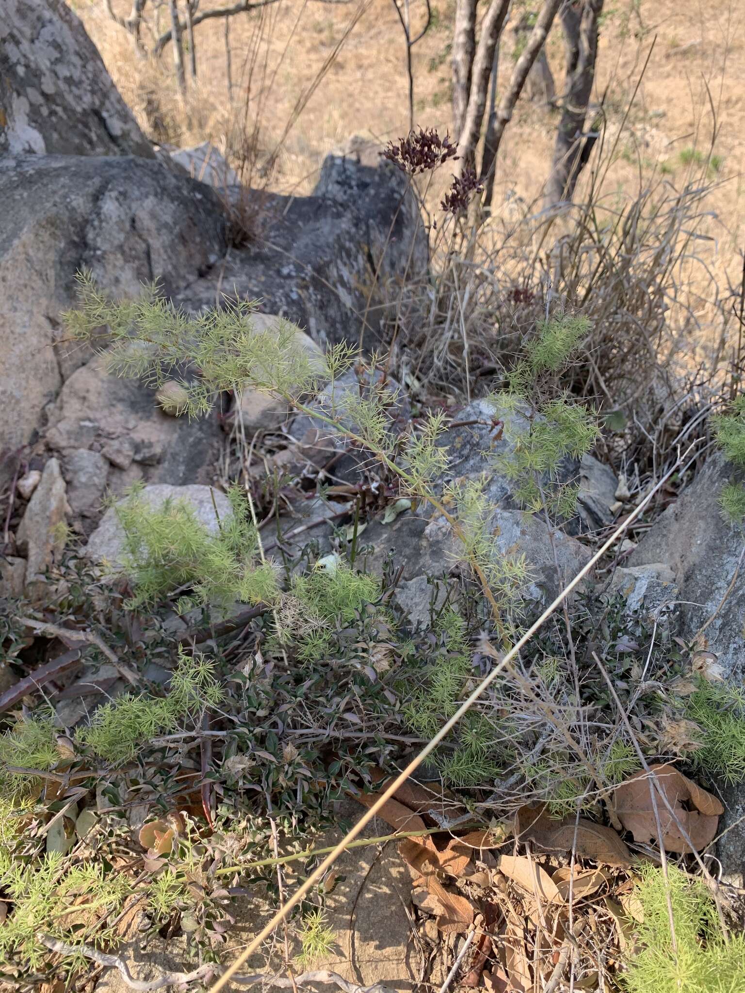 Image of Asparagus minutiflorus (Kunth) Baker