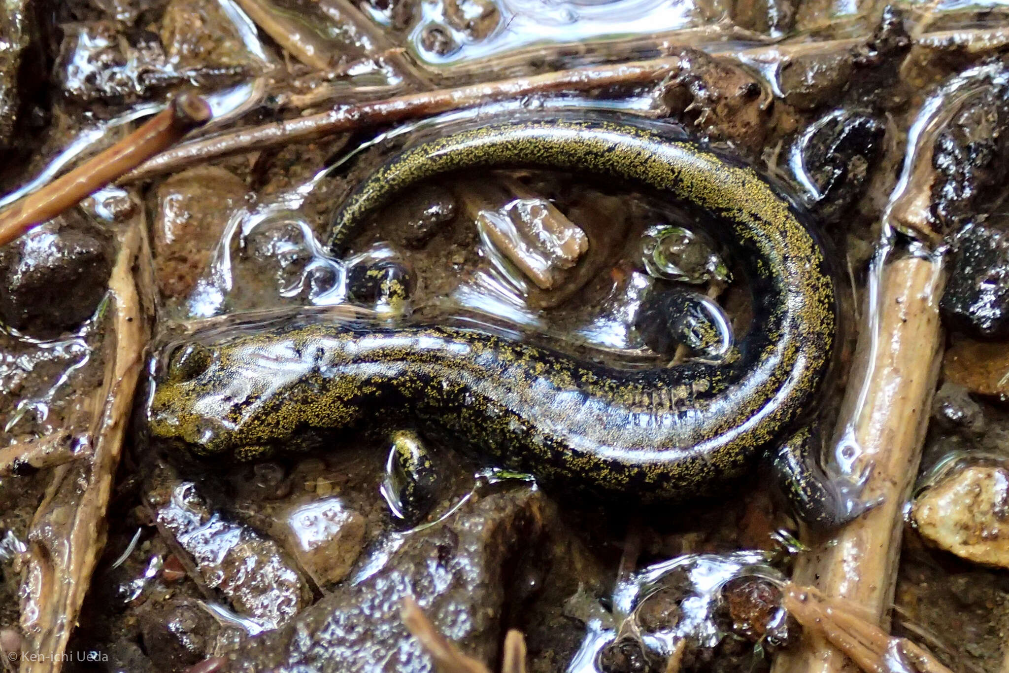 Image of Black Salamander