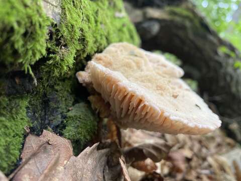 Image of Protodaedalea foliacea (Pat.) Sotome & T. Hatt. 2014