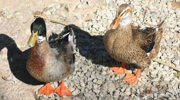 Image of <i>Anas platyrhynchos</i> f. <i>domesticus</i>