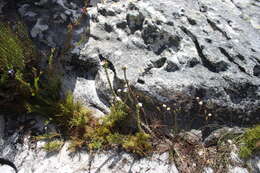 Image of Roella amplexicaulis Dod