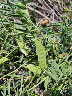 Image of Vicia monantha subsp. monantha