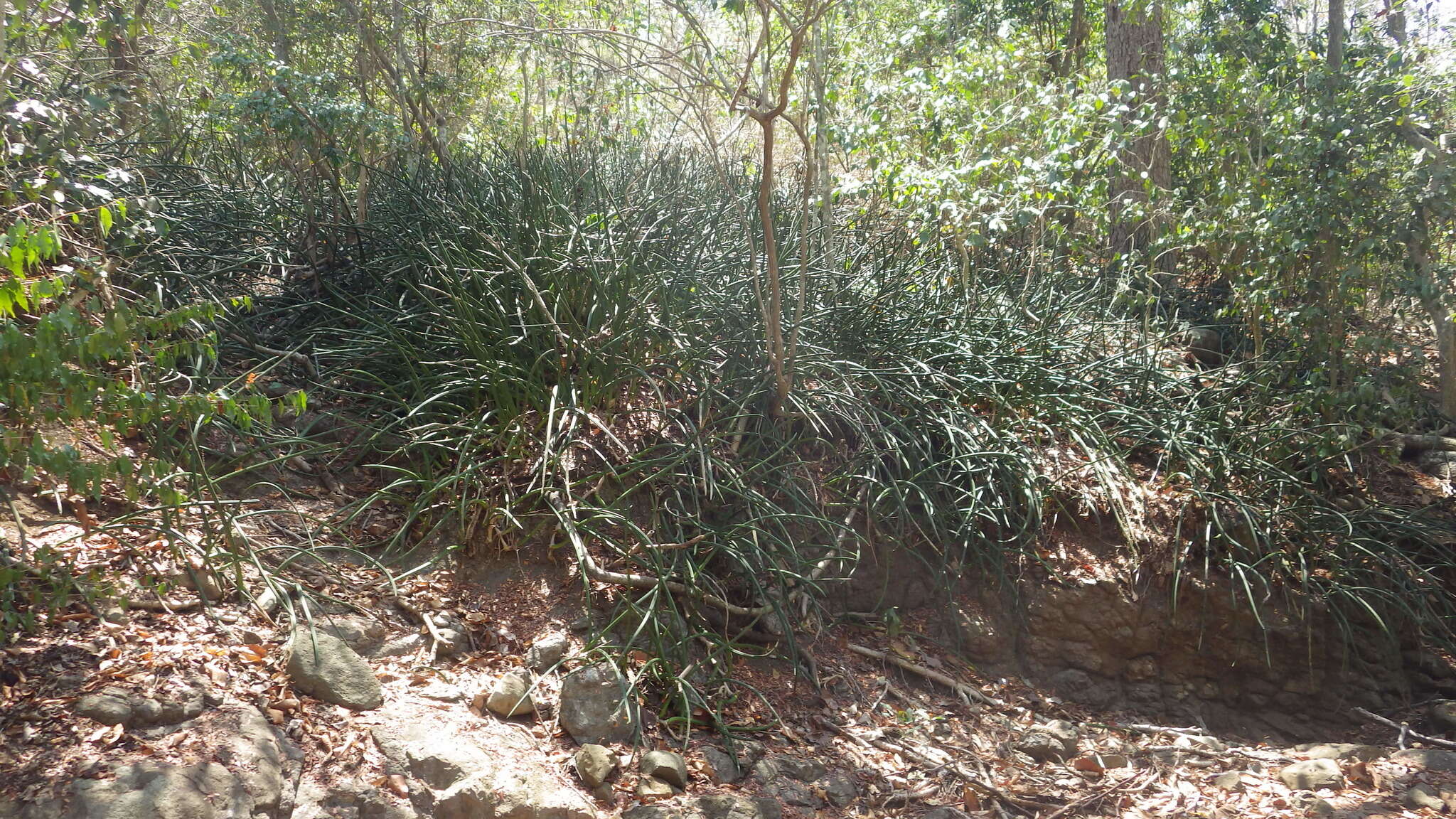 Image of Sansevieria canaliculata Carrière