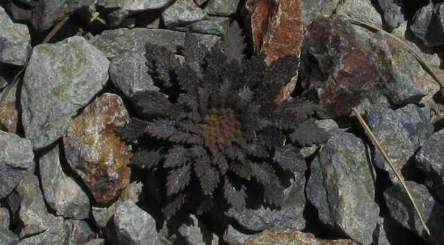 Image of Notothlaspi rosulatum Hook. fil.