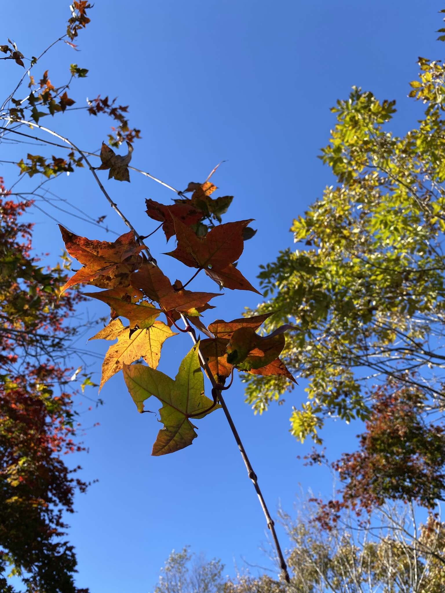 Image of Acer pictum C. P. Thunberg ex A. Murray